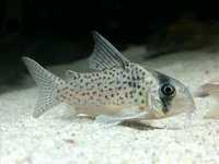 Kirysek Kanei (Corydoras Kanei)