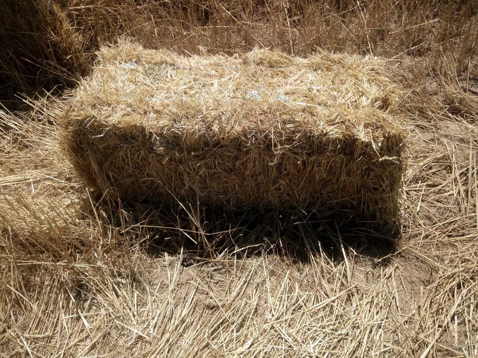 Palha sem grão, para cama ou alimentação