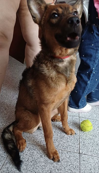 Nina, cadelinha com 6 meses para adoção responsável