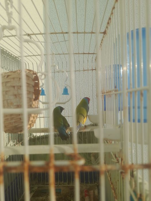 Pássaro diamante de gould