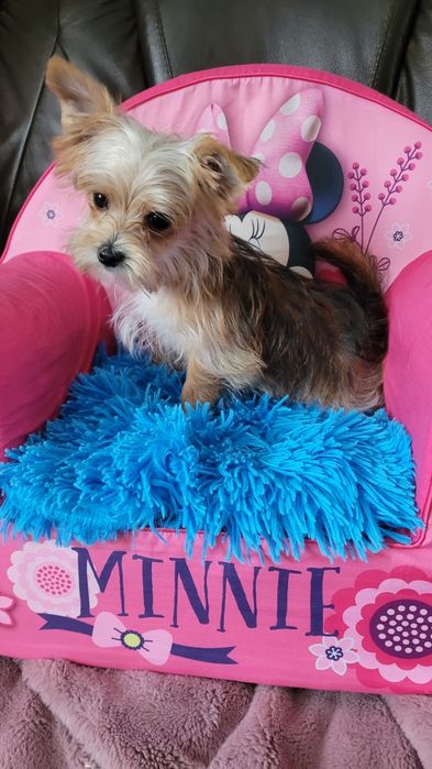 York maleńki piesek z wyprawką