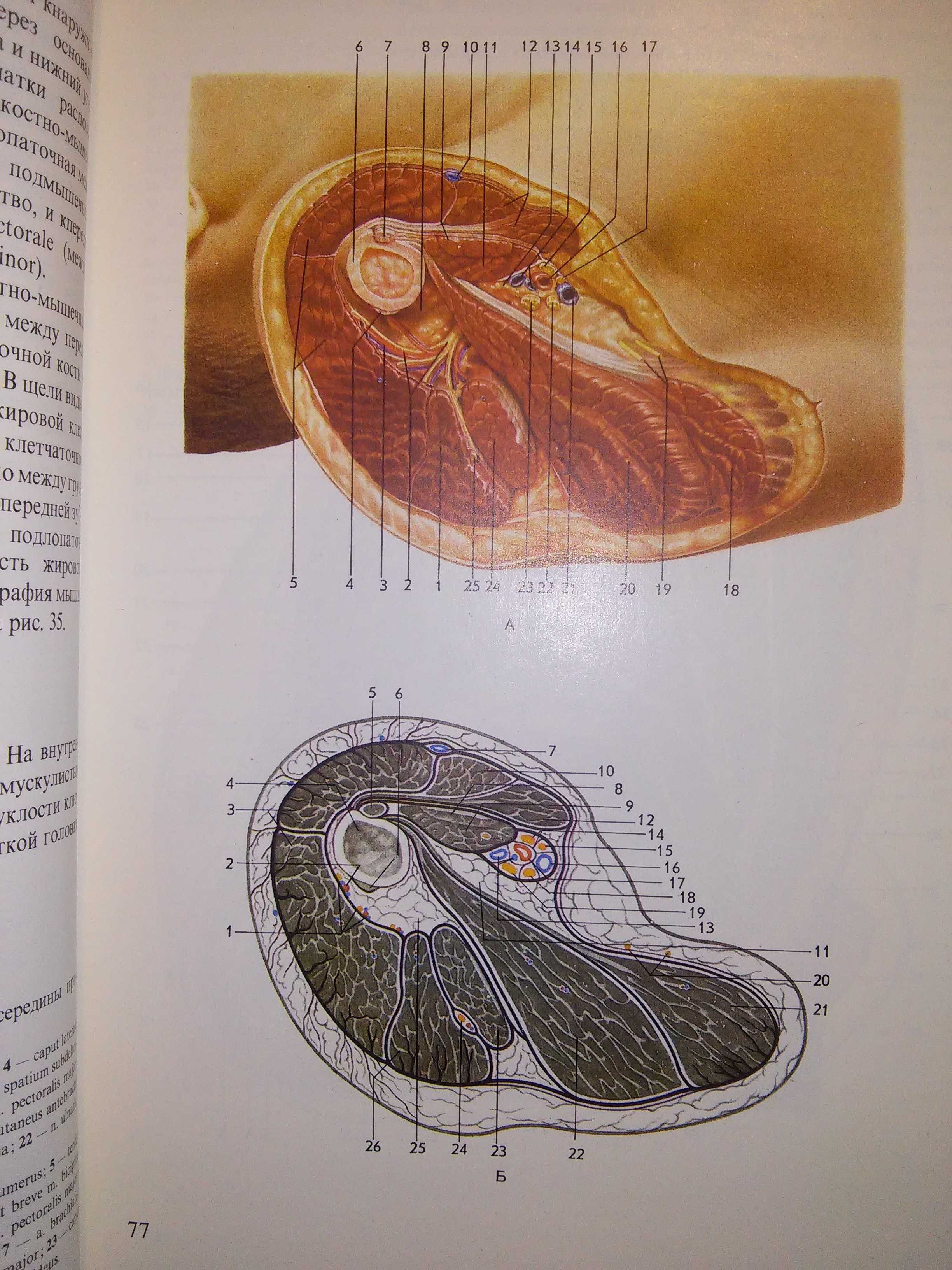 Кованов Травин Хирургическая анатомия конечностей 2-е изд. 1983