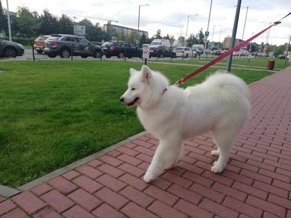 Samoyed FCI Samojed ZKwP