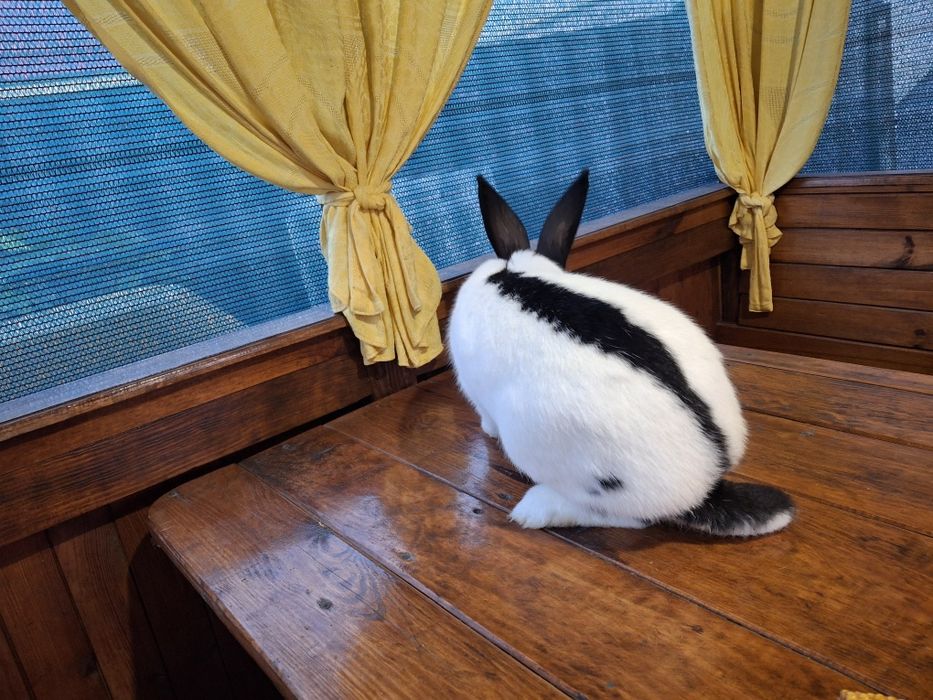 Кролі німецький строкач