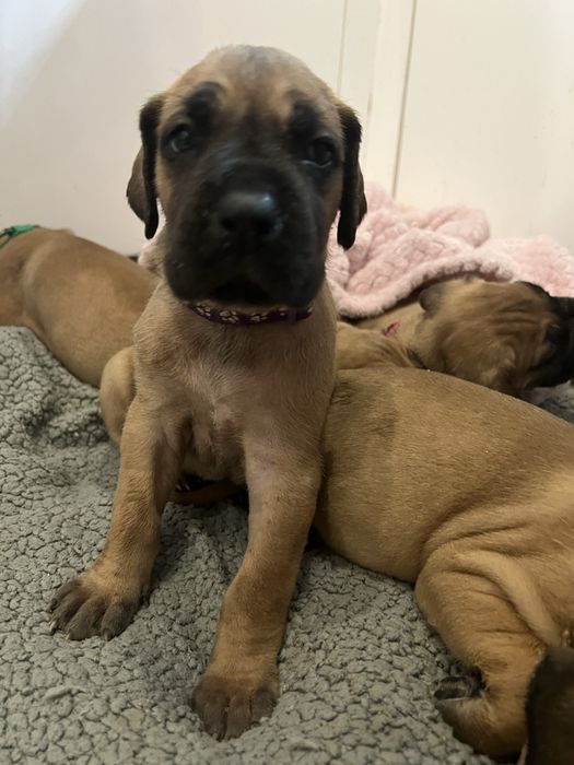 Dogue alemao dourado