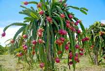 Galho de planta pitaya (dragonfruit) do Brasil