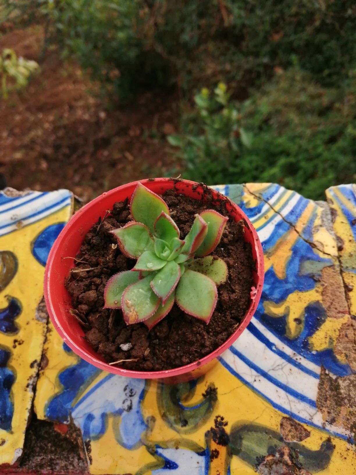 Vaso de suculentas