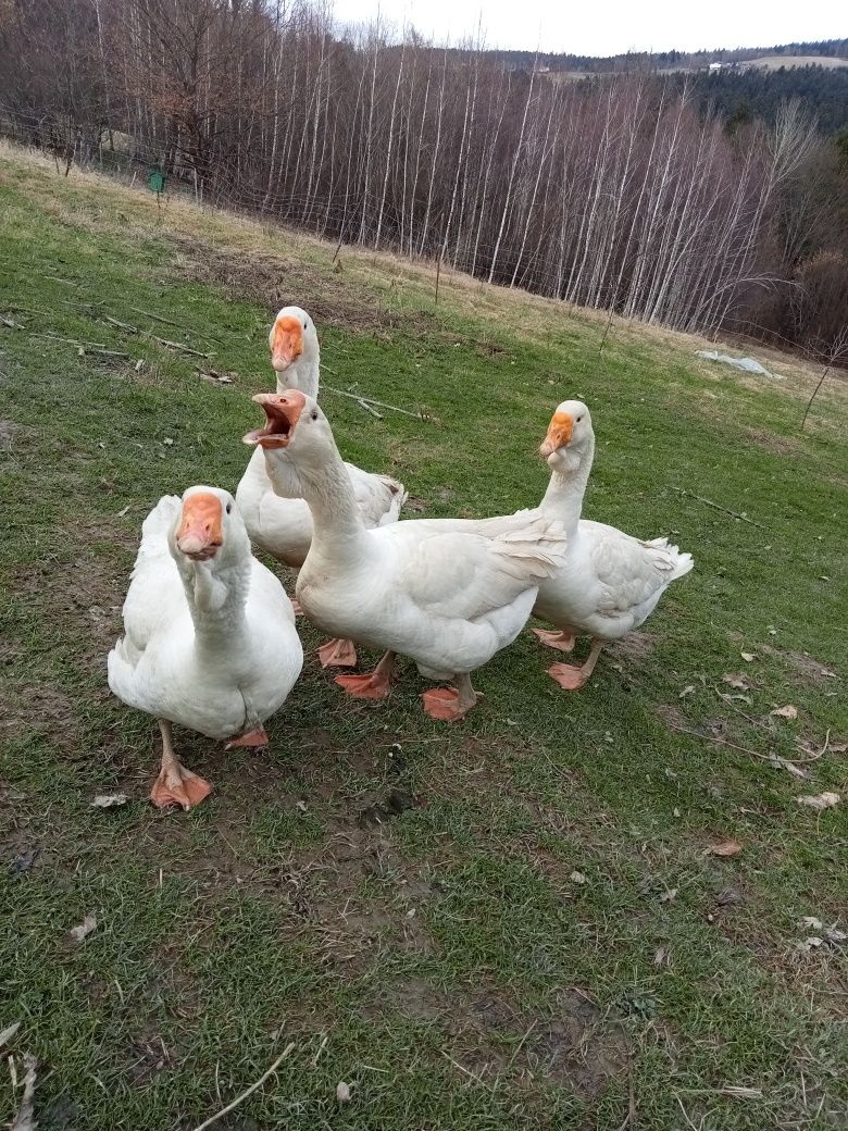 Gęsi chołmogory parę sprzedam