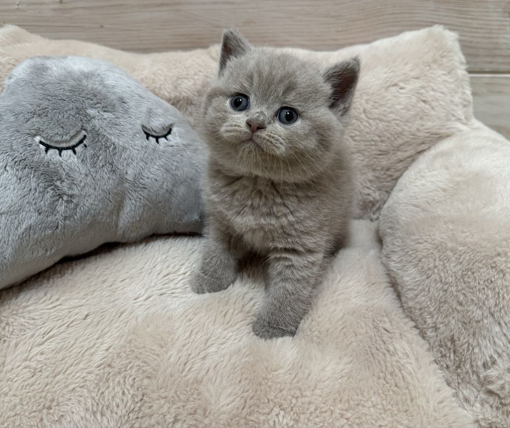 British shorthair lilac
