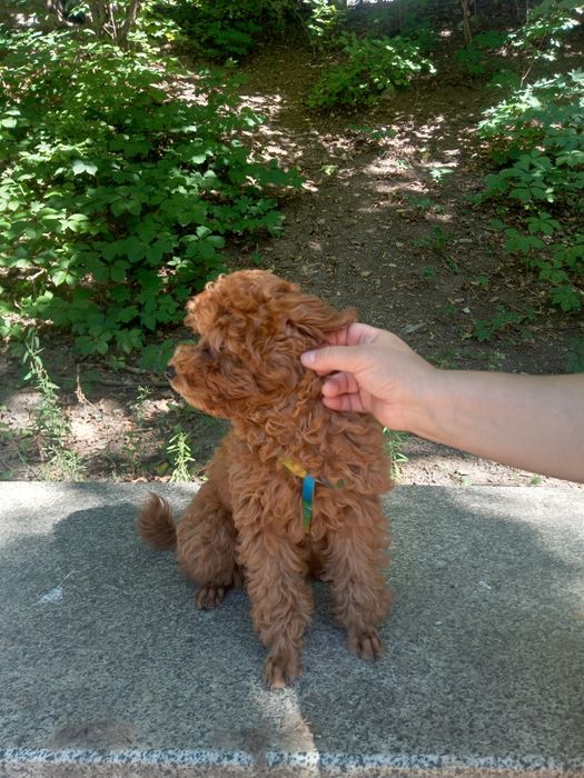 Пуделек малыш...