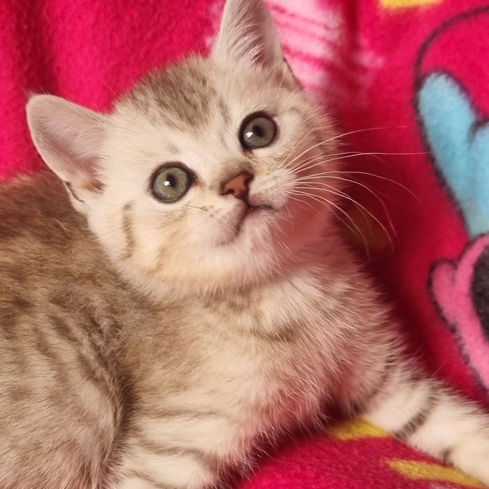 Шикарные шотландские котята!