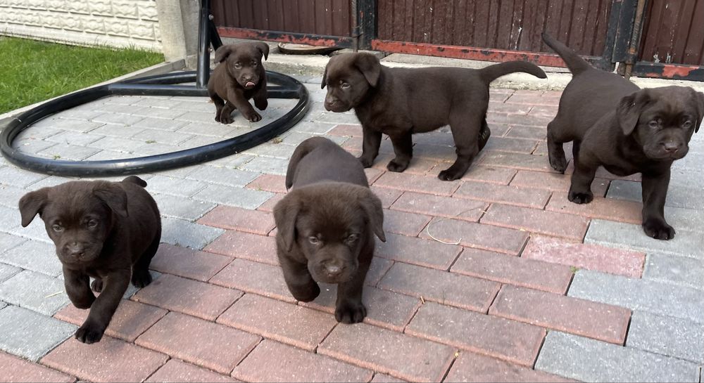 Labrador Retriever czekoladowa suczka