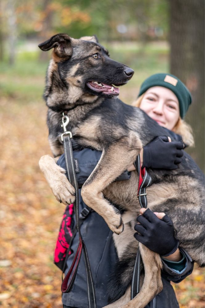 Prześwietny, młody pies w typie owczarka niemieckiego. Młody psiak.