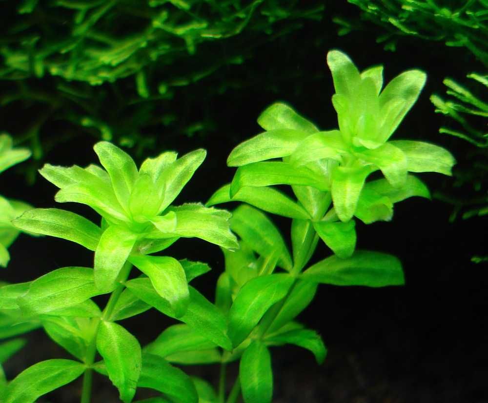 Roślina akwaiowa micranthemum micranthemoides - sklep AKWAREKS