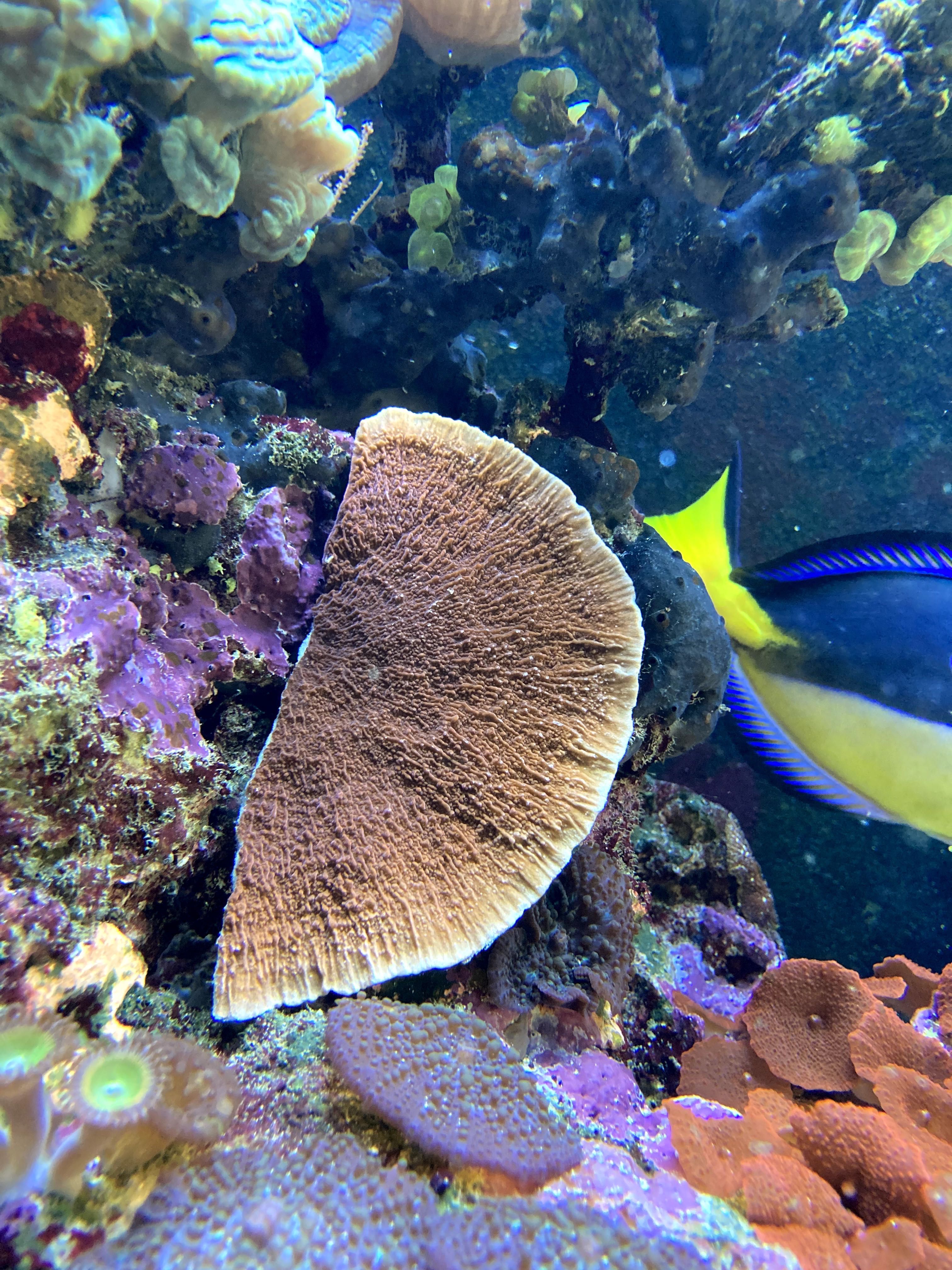 Koralowiec Montipora talerzowa czerwona