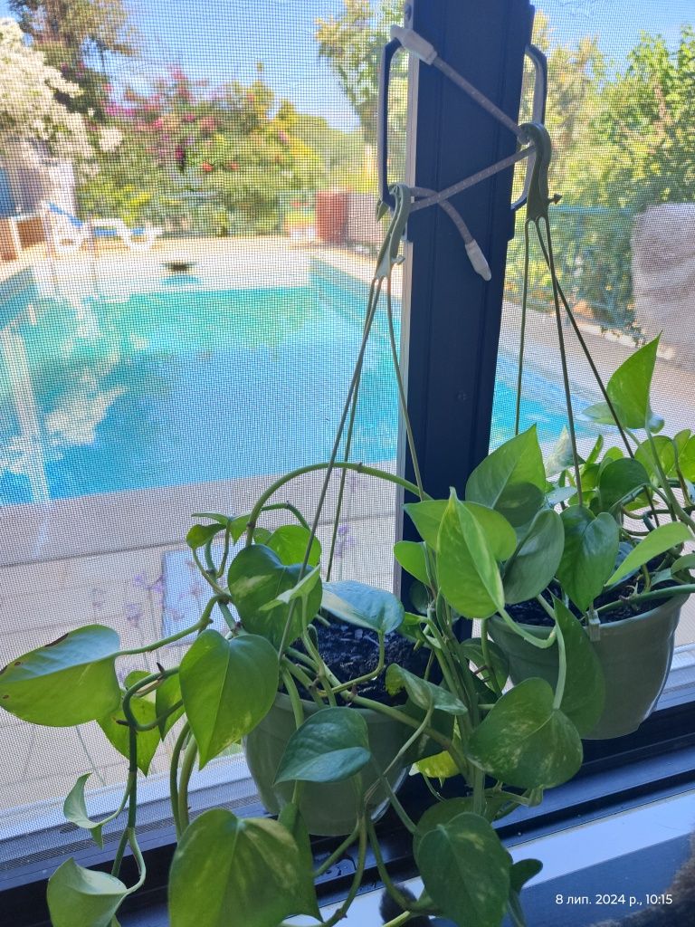 Planta Scindapsus