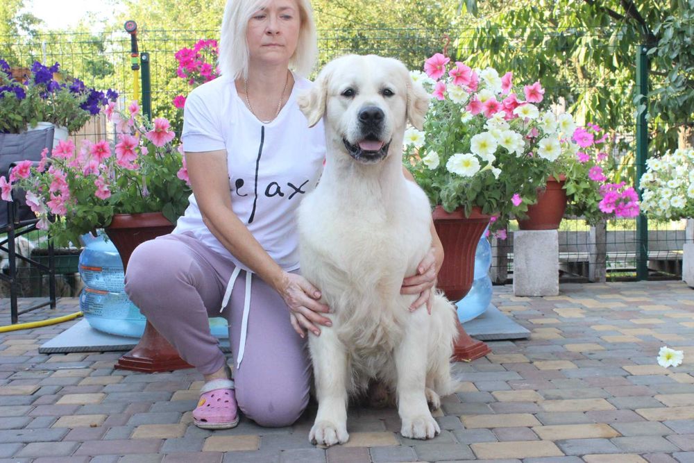 Племенной кобель Голден Ретривер