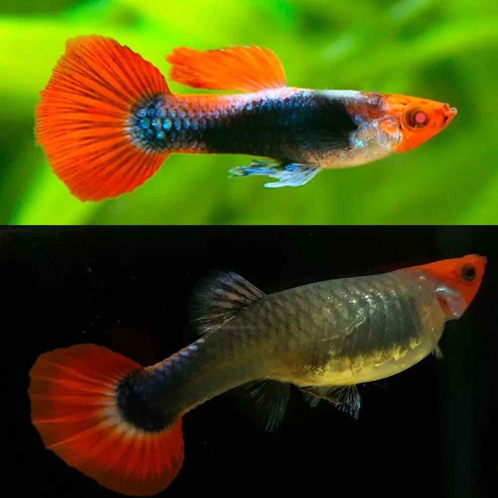 Guppys koi linha pura
