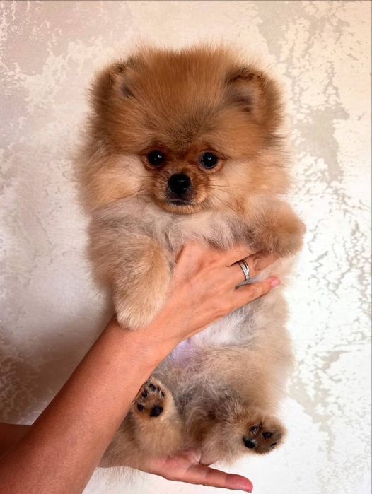 Померанський шпіц!З Документами!