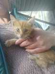 Отдам рыжего котенка, мальчик,  1 месяц