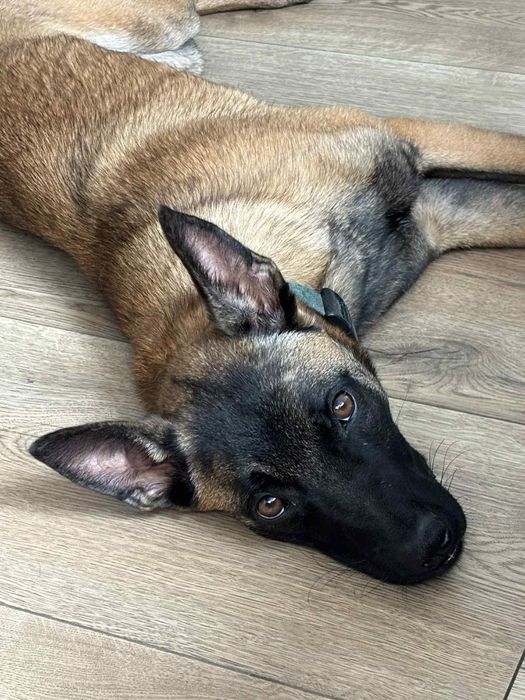 Owczarek belgijski malinois młoda suczka rodowód ZKwP FCI