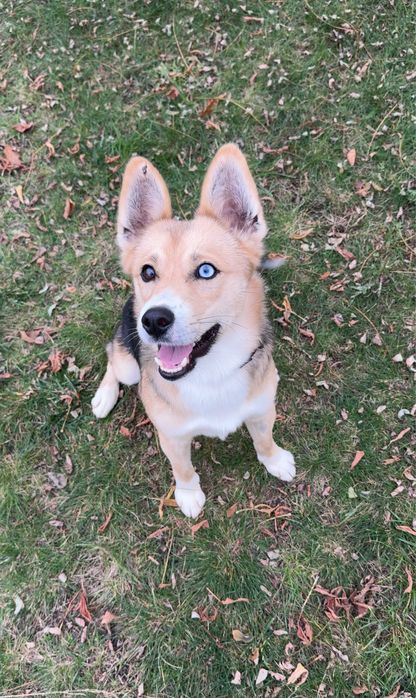 Oddam piesia w odpowiedzialne ręce