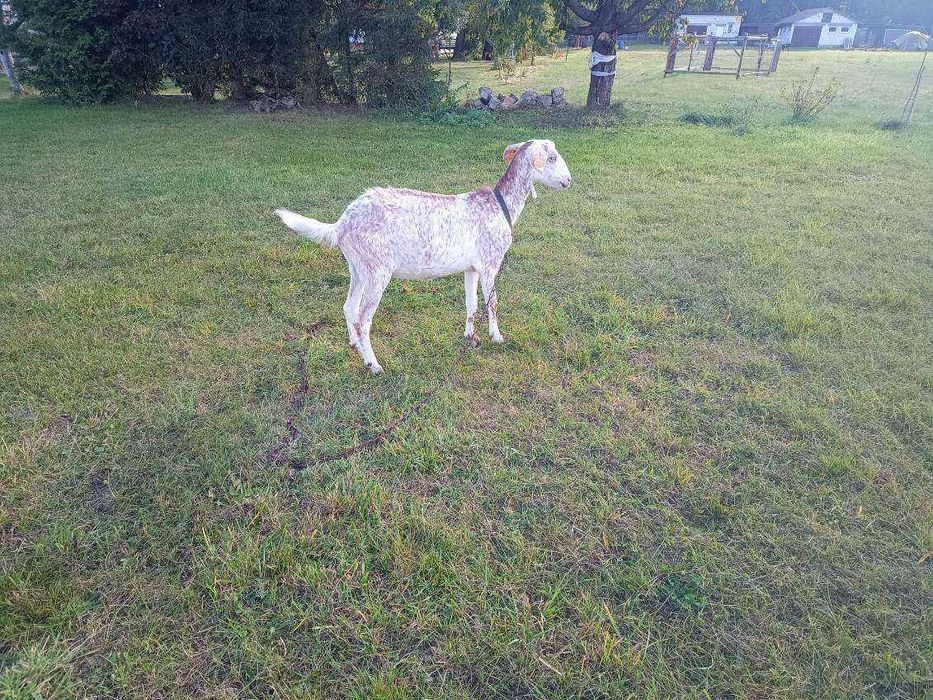 Koza na sprzedaż