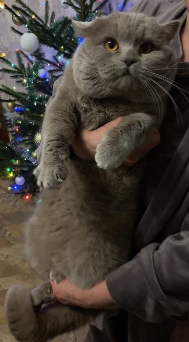 Шотландський кіт для вязки
