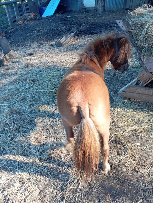 Vendo mini pônei Famea
