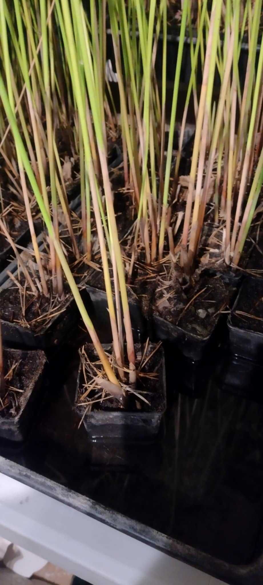 cibora papirus 4 sadzonki