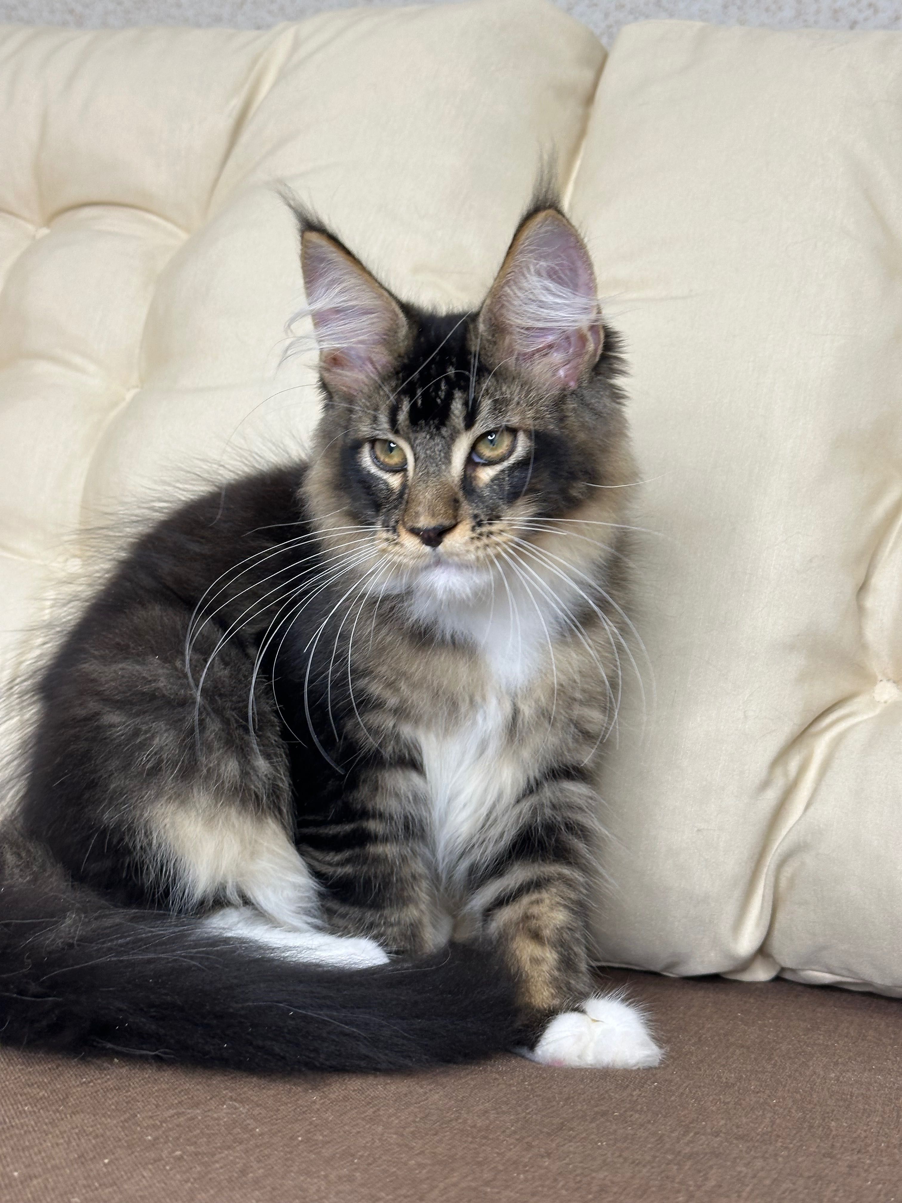 Geralt-kocurek Maine Coon