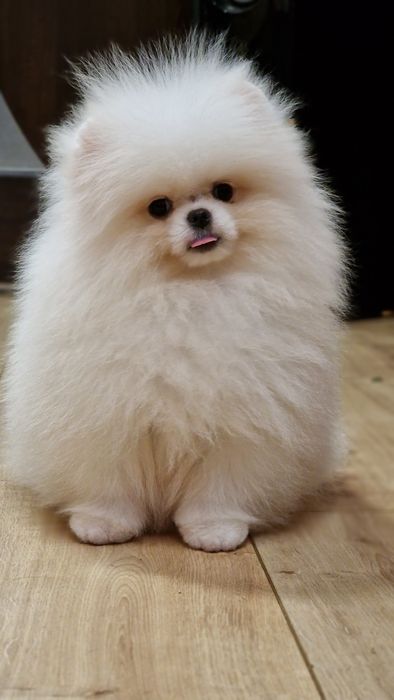 Продаётся высокопород6ый щенок vip качества