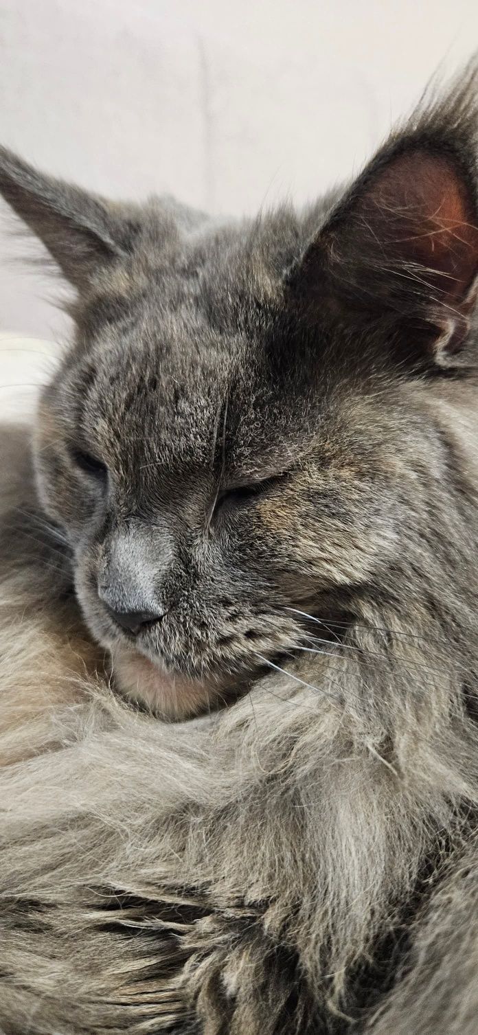 Kotka Maine Coon
