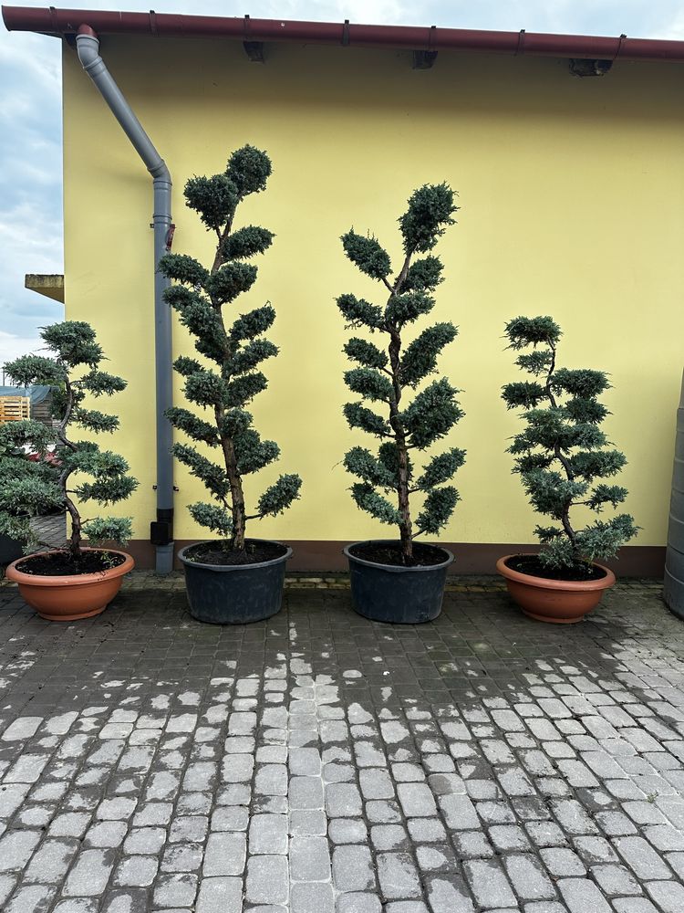 Drzewko bonsai jalowiec , rododendrony hortensje