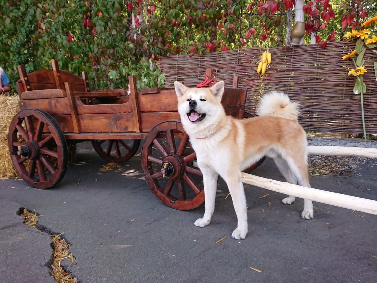 Вязка . Кобель  Akita inu . Парень ждёт девушку .