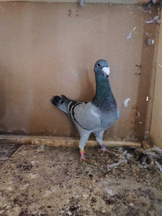 Niemieckie wystawowe