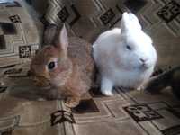 Кролики карликовые и Мини