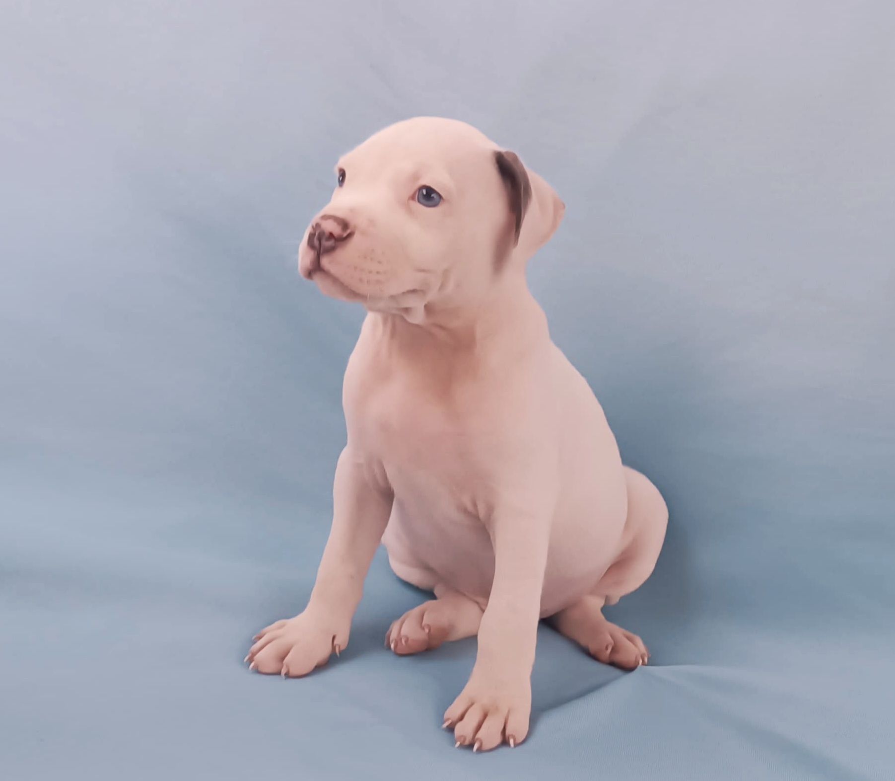 American pitbull blue nose