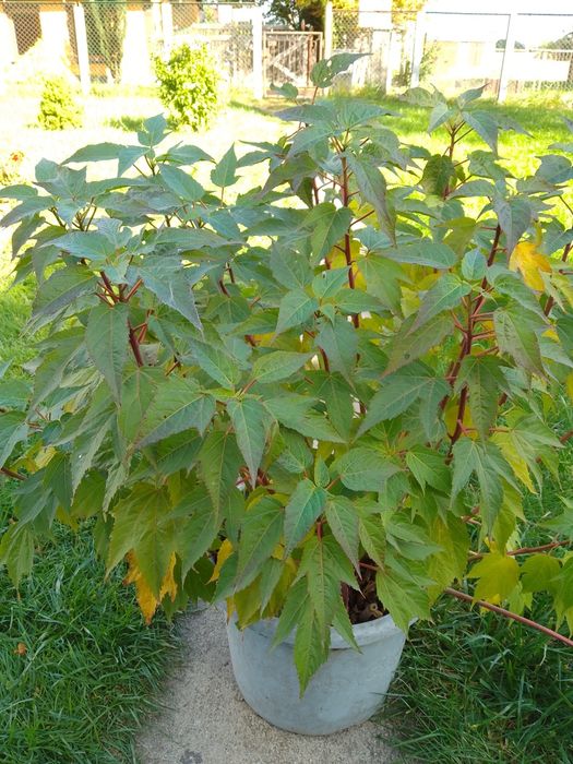 Sadzonki hibiskusa bagiennego