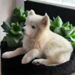 Samoyed szczenię