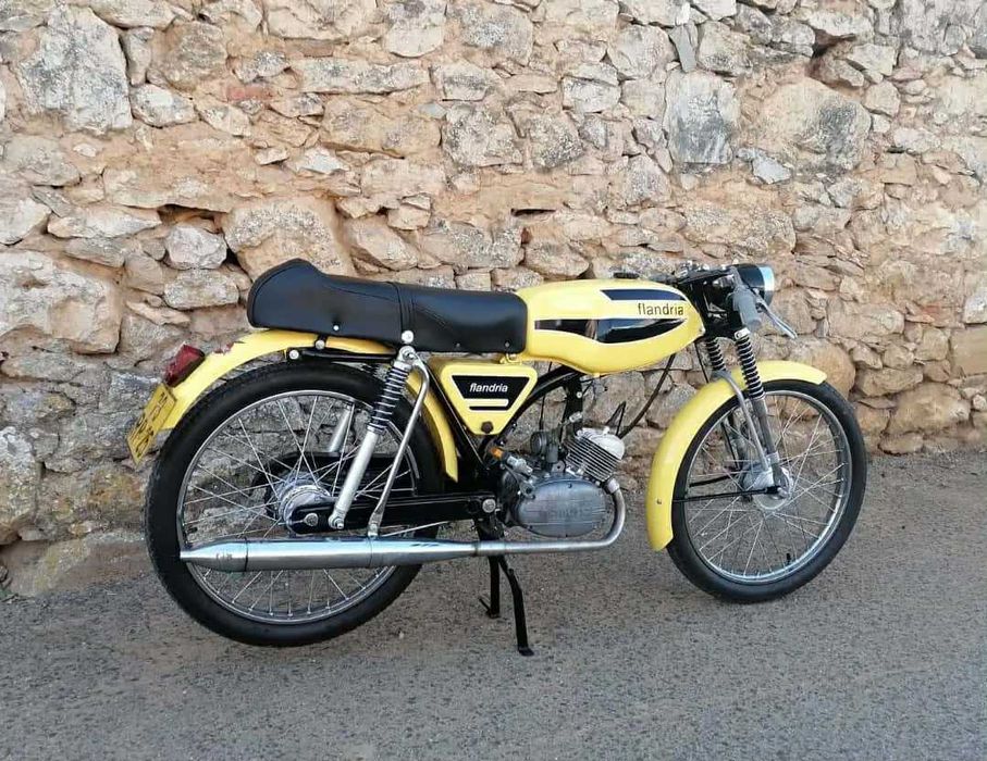 Flandria mistral,  rara.