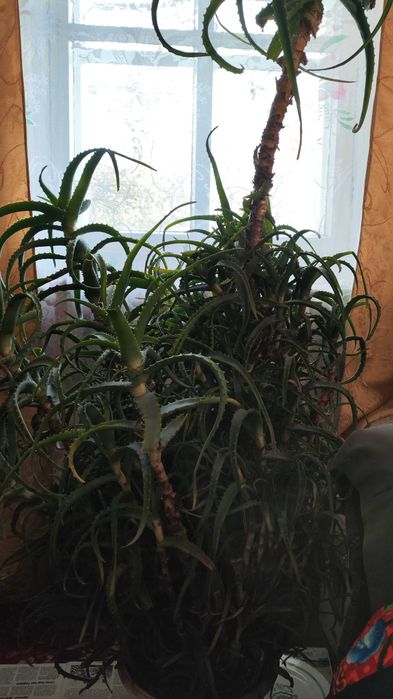 Столітник, алое за символічну плату