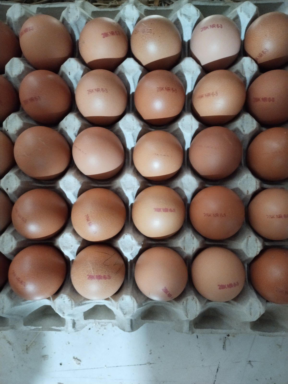 Яйцо для инкубации продуктивной несушки