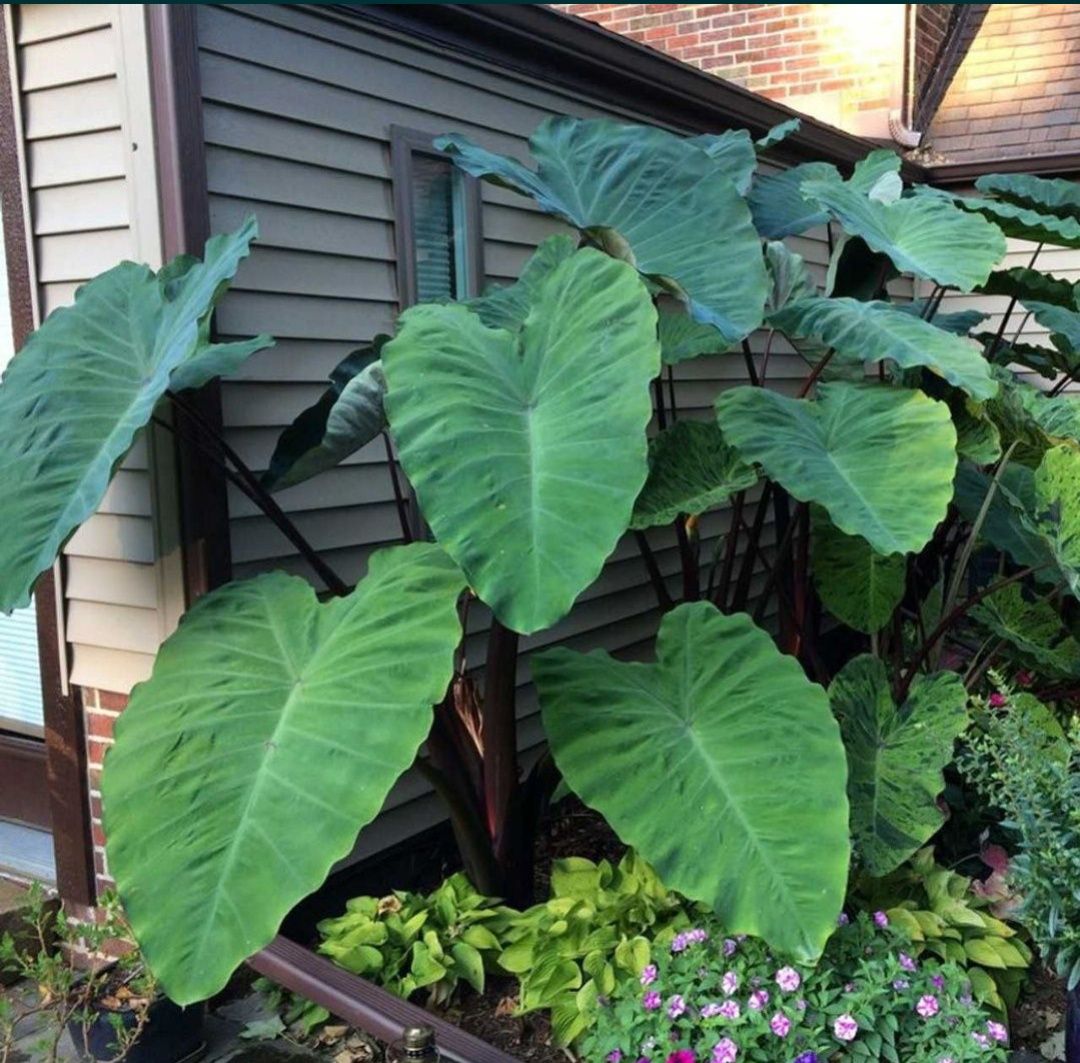 Egzotyczna Colocasia Black Stem Kolokazja Uszy Słonia