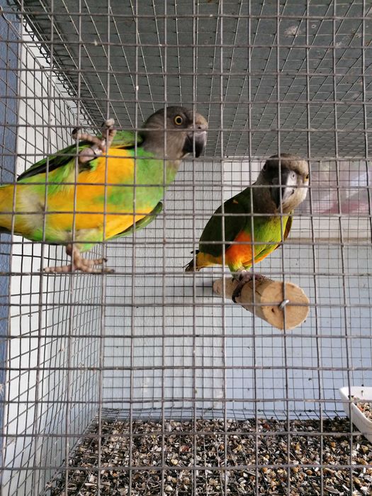 Tenho para ceder Papagaios do Senegal com 1 ano