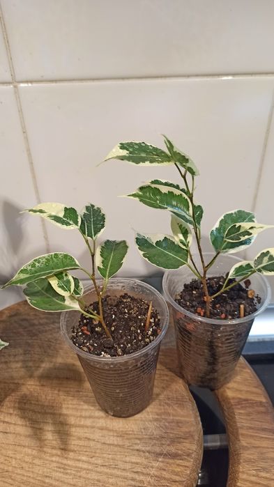 Черенки фикуса Бенджамина Твилайт