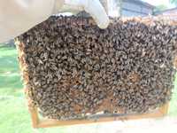 Pszczoły  rodziny z ulami