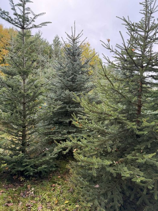 Jodła koreańska, świerk srebrny