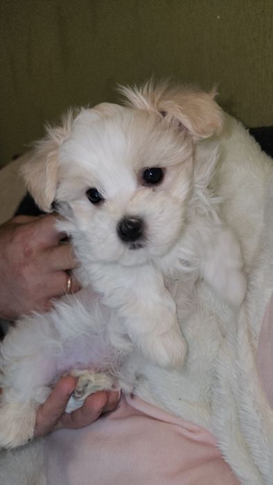 Хлопчик Мальтезе(Мальтійська болонка)