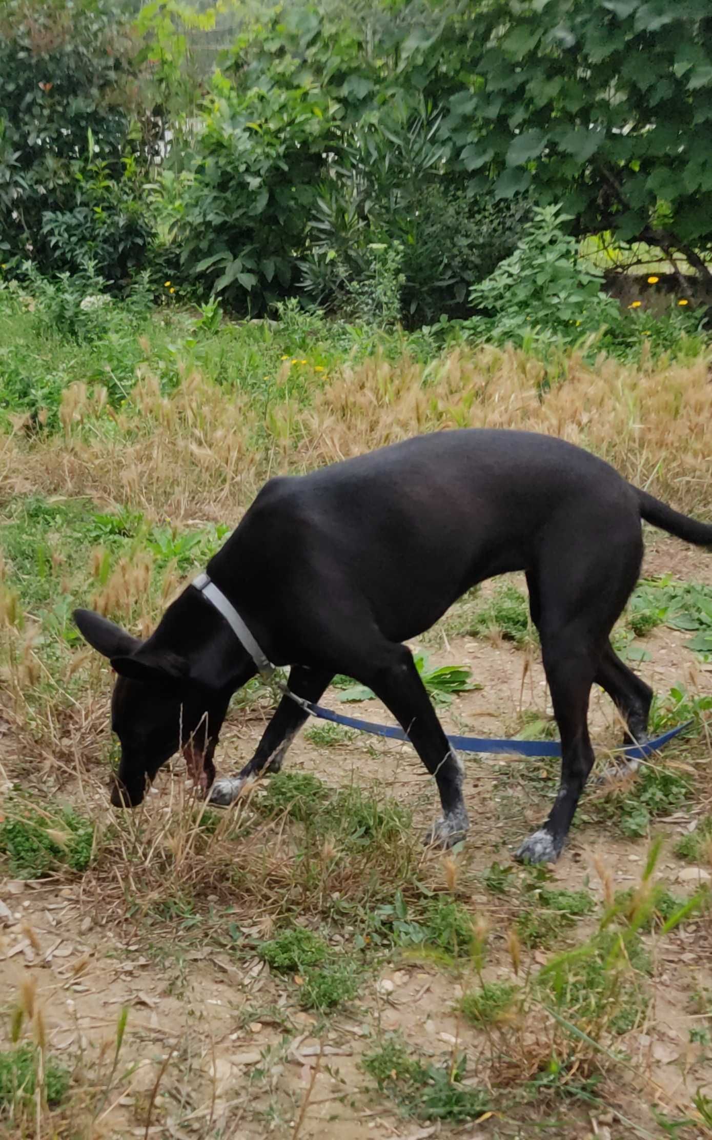 Procura-se um lar amoroso para cão adotivo.